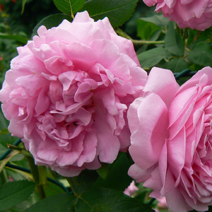 Roz - trandafir portland